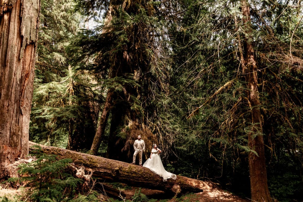 Bride and groom posed elegantly on a fallen tree trunk with towering pine trees and forest backdrop in Mount Rainier National Park.