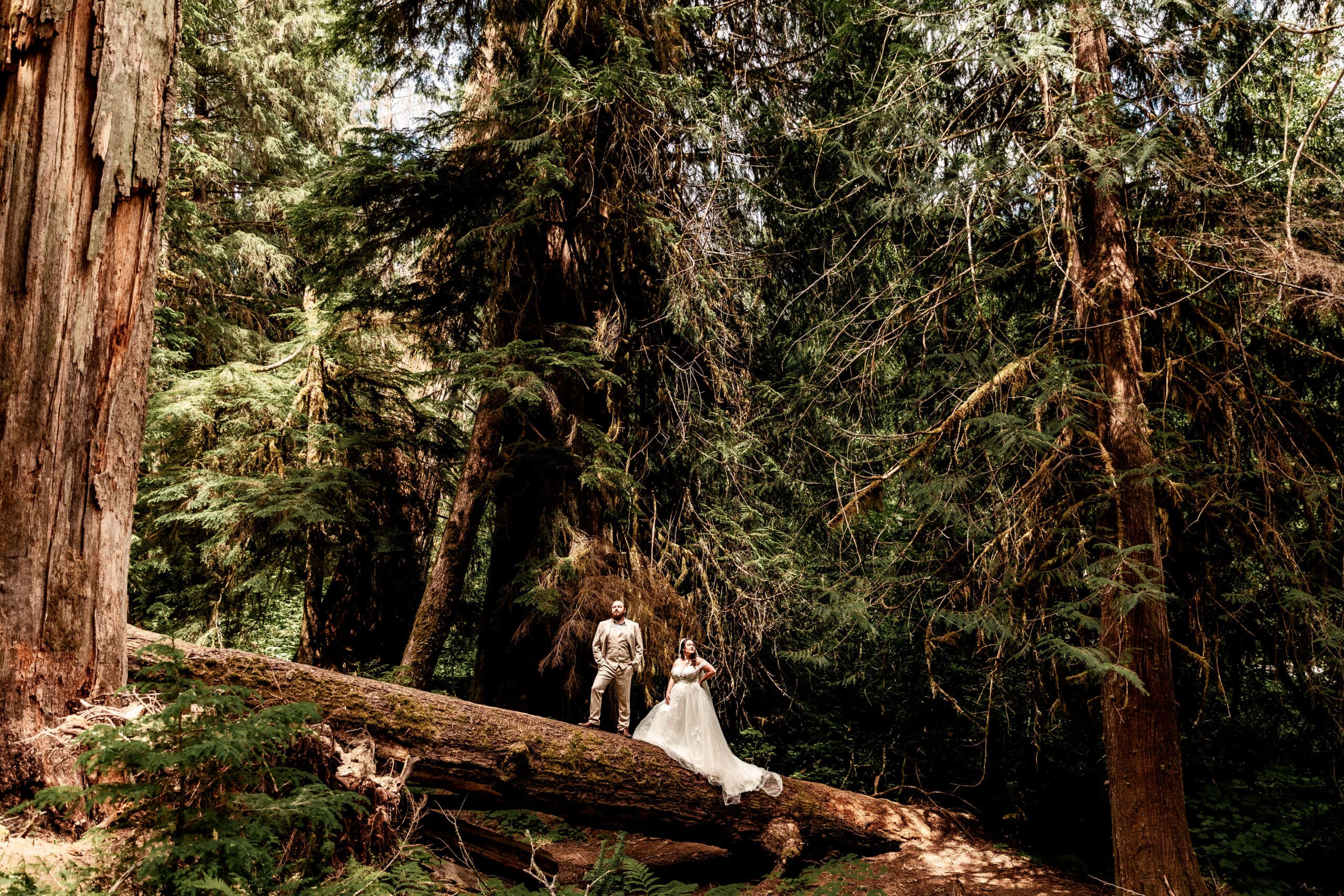 Bride and groom posed elegantly on a fallen tree trunk with towering pine trees and forest backdrop in Mount Rainier National Park.
