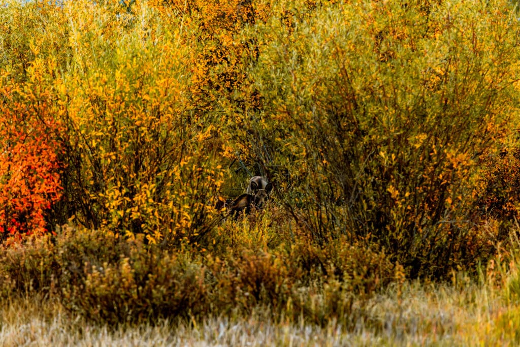 Moose peeking through vibrant yellow and orange fall foliage in Grand Teton National Park.