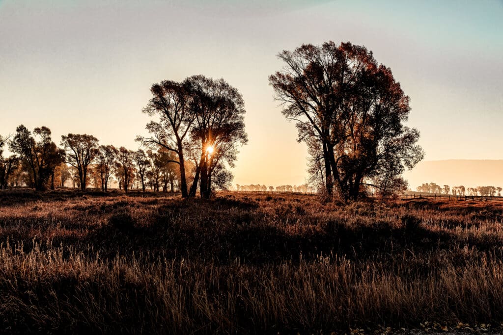 Silhouetted trees against a dramatic sunset sky creating a moody rural landscape in Grand Teton National Park.