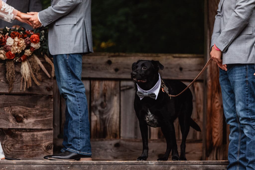 Black dog wearing bowtie standing at rustic wooden entrance during Hinckston Run Farm wedding