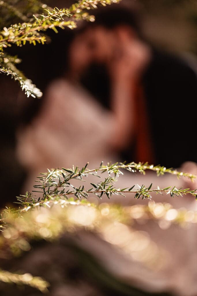 Pine needles in sharp focus with an engaged couple softly blurred in the background at Coopers Rock State Park