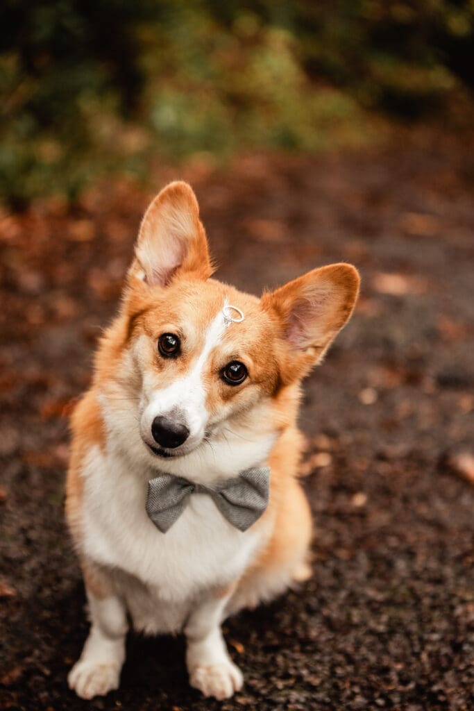 Pembroke Welsh Corgi wearing a gray bow tie sits on a forest path surrounded by autumn leaves during an engagement photo session