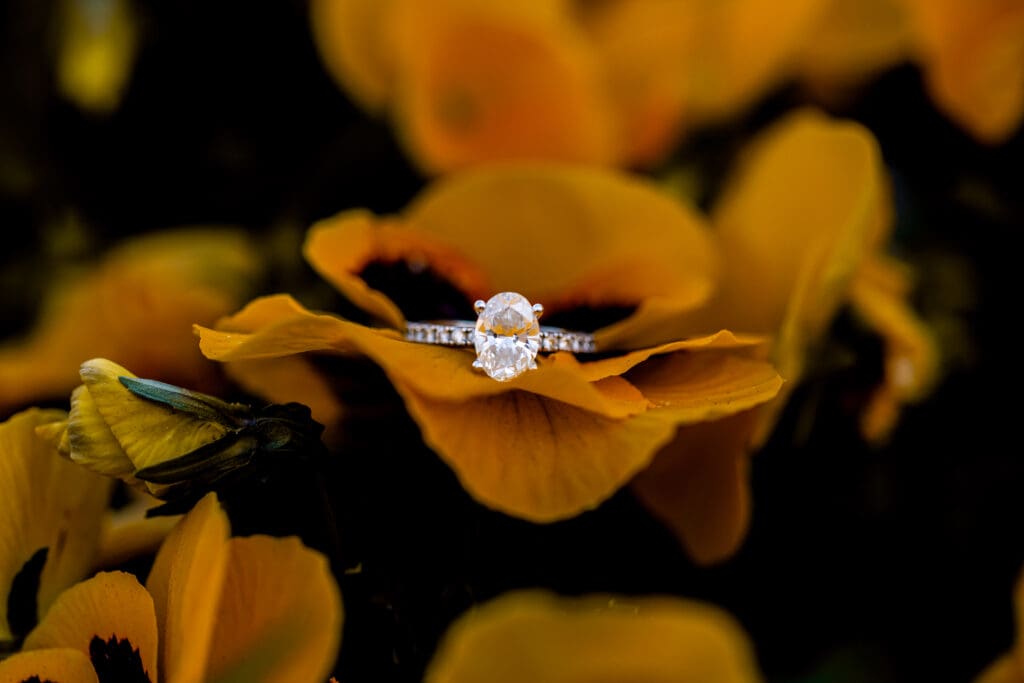 Vibrant yellow daffodil flowers bloom against a dark background, creating dramatic natural contrast during a Pittsburgh engagement session