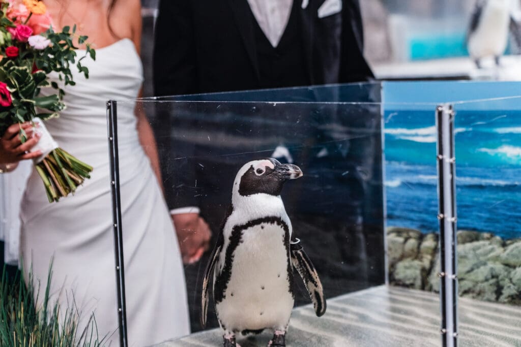 Close-up of penguin featured during wedding experience at the National Aviary