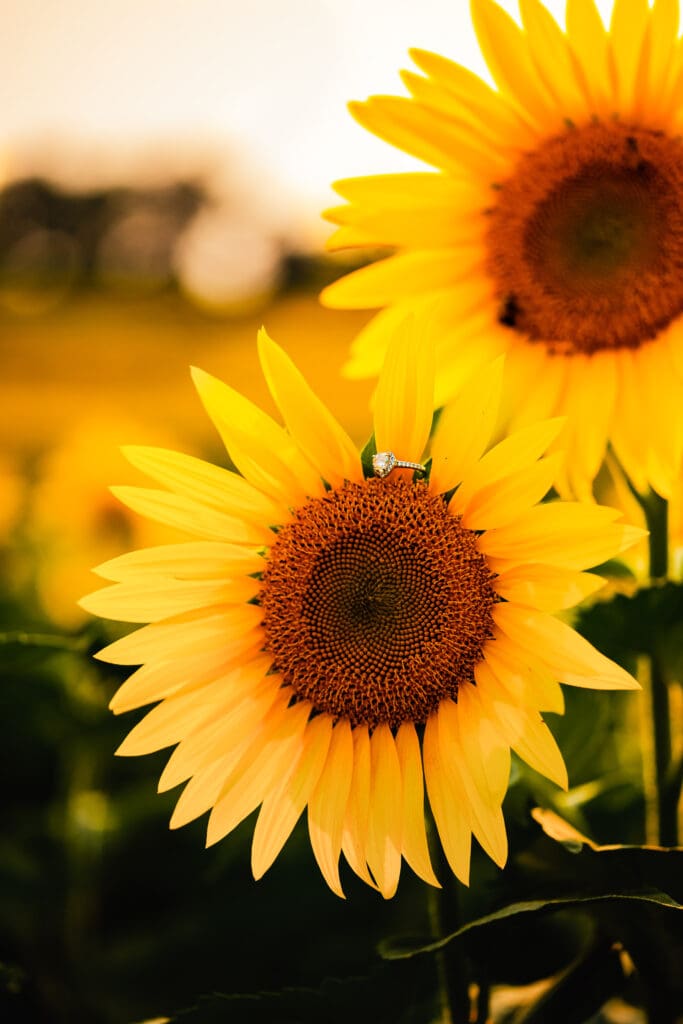 Close-up detail of an engagement ring resting on a sunflower during a Pittsburgh engagement session at Schwirian Sunflower Festival