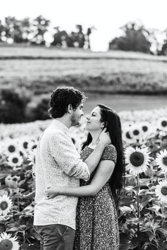 Pittsburgh engagement session photographed at sunset among sunflowers at Schwirian Sunflower Festival