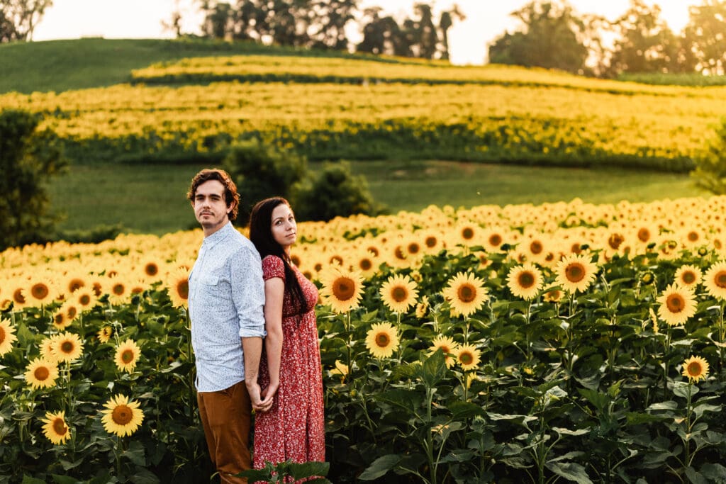 Pittsburgh engagement couple standing together in a sunflower field during sunset at Schwirian Sunflower Festival