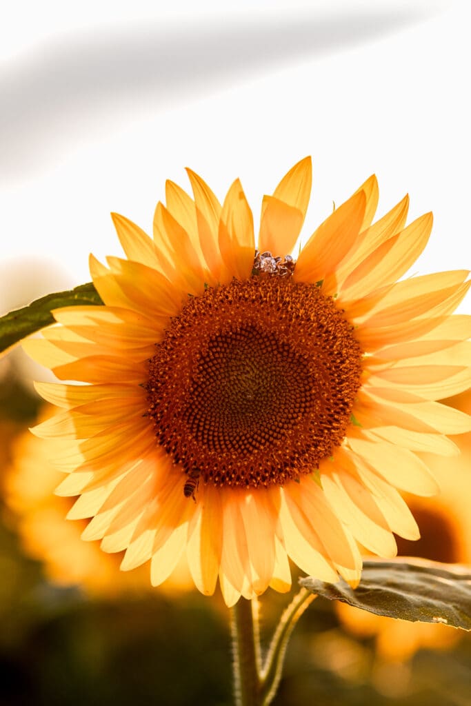 Close-up of engagement ring resting on bright sunflower during engagement session at Schwirian Sunflower Festival