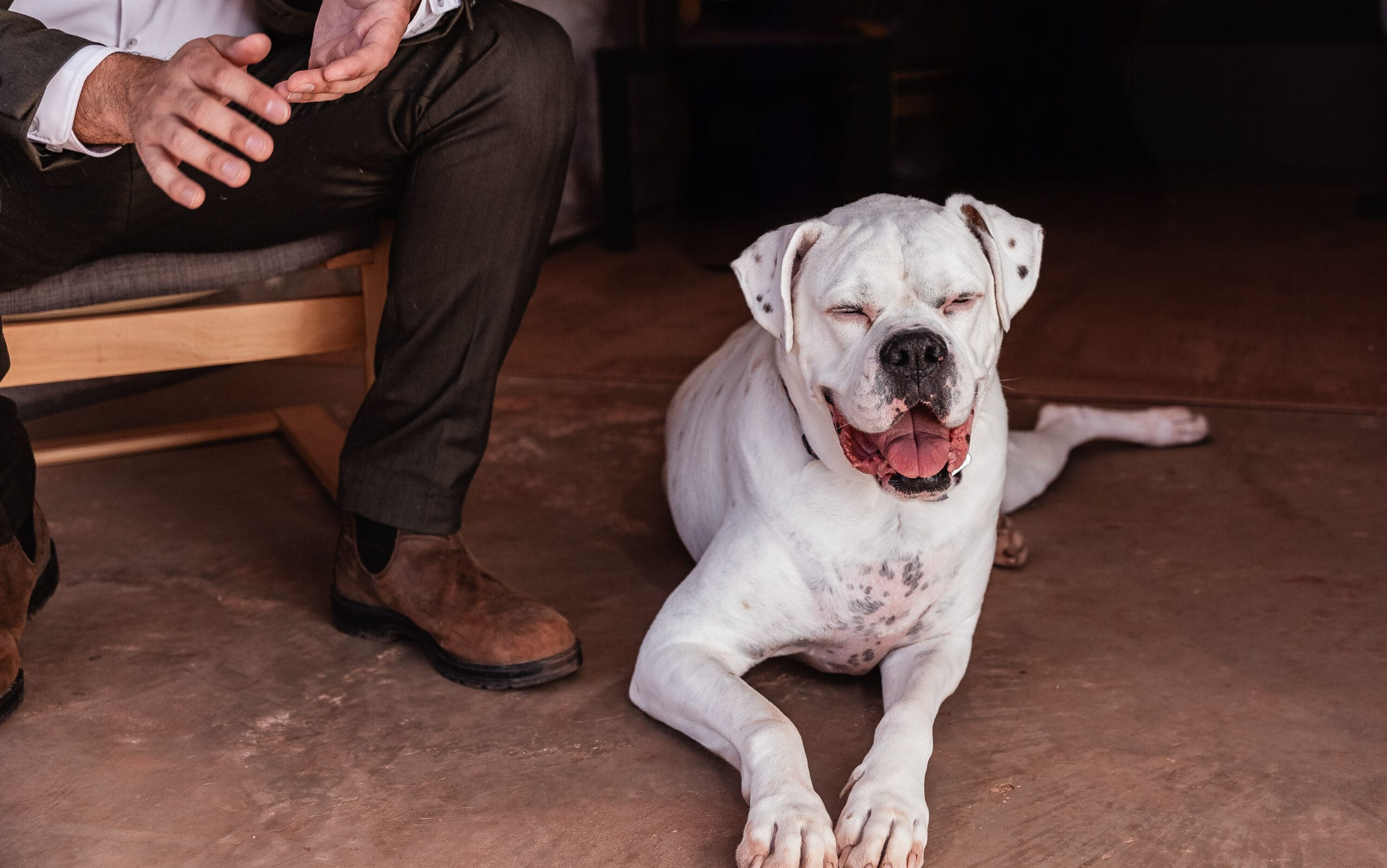 Close-up of a smiling dog sitting in a warm patch of sunlight inside the Airbnb during a dog-friendly Moab elopement morning.