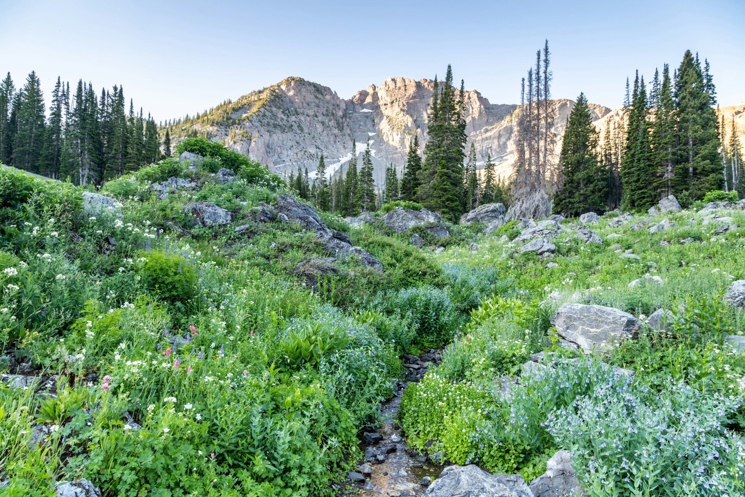 Wildflower-filled alpine meadow in Albion Basin with mountain backdrop