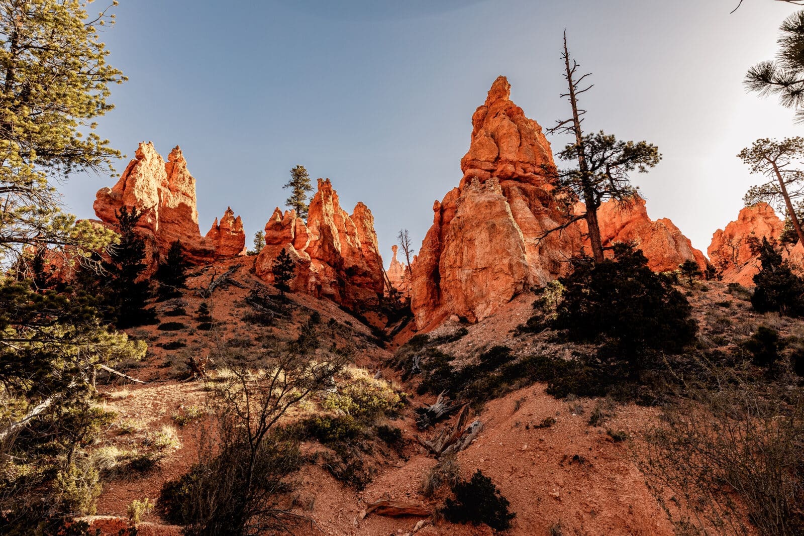 Bryce Canyon hoodoos towering above the Navajo Loop Trail