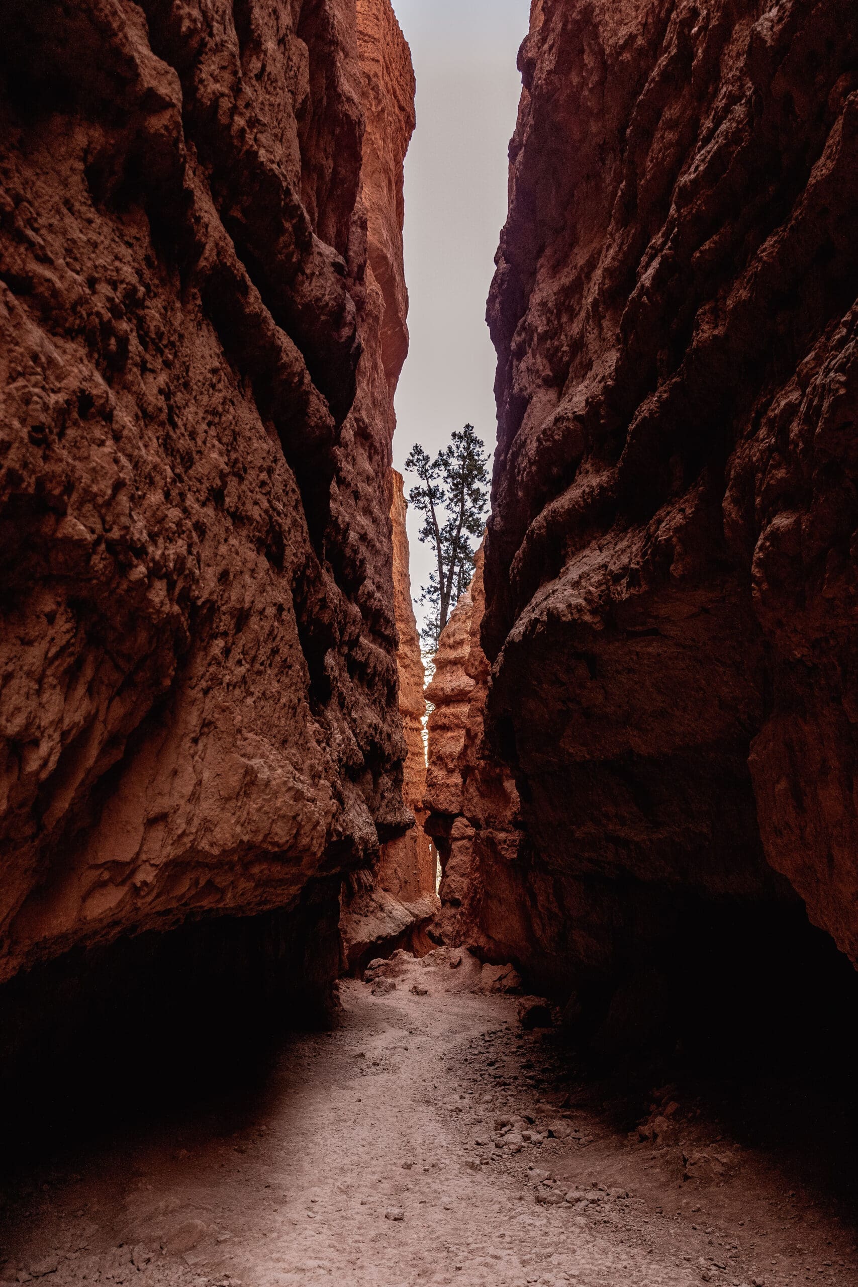 Narrow slot canyon walls along Wall Street on the Navajo Loop Trail in Bryce Canyon for a Bryce Canyon elopement
